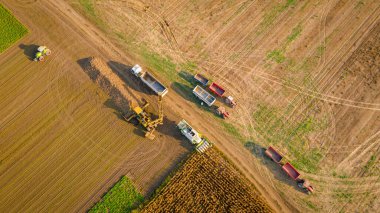 En tepede, tarım yükleyicisi taze toplanmış şeker pancarı köklerini ulaşım için karavana aktarıyor. Kamyonların vardiyası, yüklenmiş araçlar tüm gövde ile ürünlerin yüklendiği yerden ayrılıyor.