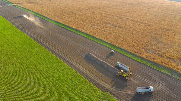 Stock image Above view, agricultural loader as transferring freshly harvested mature sugar beet roots into trailer for transportation. Shift of trucks, loaded leaves the place of loading crop with full body