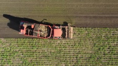En tepede, doli hareketi tarlada olgun şeker pancarı köklerini kesip biçen hasat makineleri, ekip çalışması gibi iki tarım makinesini takip edip geçiyor..