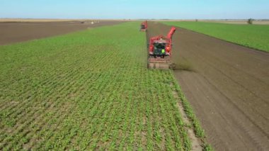 Dolly 'nin üzerinde iki tarım makinesinin, hasatçıların, tarım alanında olgun şeker pancarı köklerini kesip biçerek, ekip çalışması yaptığı görülüyor..