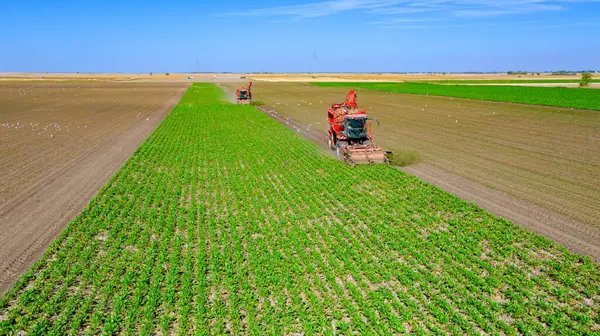 stock image Above view on two agricultural machines, harvesters as cutting and harvesting together mature sugar beet roots at farm field, teamwork.