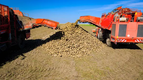 stock image Above view on two agricultural machines, harvesters for harvesting mature sugar beet roots are unloading together, freshly harvested cargo over conveyor to the ground in one big, long pile. 