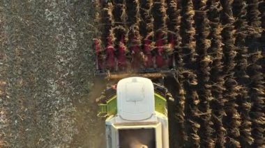 Üstten bakıldığında, Dolly tarım hasatçısının üzerinden tarım arazilerinde olgun mısırları kesip biçerek geçiyor..