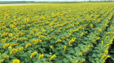 Dolly 'nin üzerinde tarımsal tarım tarlası üzerinde çiçek açan ve tozlaşan ayçiçeği sıraları var. Güneşli bir günde Helianthus 'un geniş açık çiçekleri.