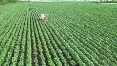Yukarıda, traktörlü çiftçi tarla üzerinde hareket eden kule, sıraların arasında saban makinesini sürükleyerek genç ayçiçekleri arasında sıra sıra ekiyor. 