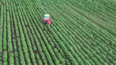 Yukarıda, traktörlü çiftçi tarla üzerinde hareket eden kule, sıraların arasında saban makinesini sürükleyerek genç ayçiçekleri arasında sıra sıra ekiyor. 