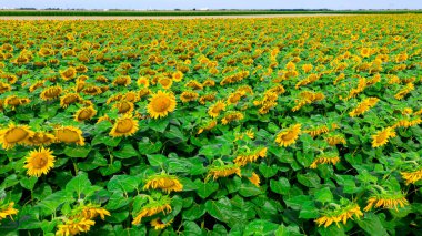 Tarımsal tarlaların üzerinde çiçek açan ayçiçekleri. Güneşli bir günde, açık ayçiçeği çiçekleri.