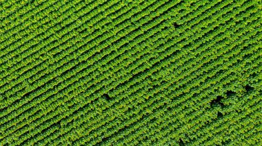 Çiçek açan ayçiçekleriyle tarımsal tarlaların üzerinde. Güneşli bir günde, açık ayçiçeği çiçekleri.