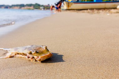 Tourists are looking carcass of dead, killed stingray with chop off wings is washed up by the sea on sandy beach. clipart