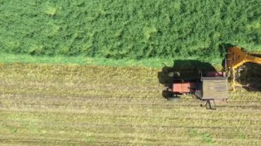 Hayvanları beslemek için üst düzey bitki yetiştirme süreci. Ekin için tahıl toplayıcısı sürükleyen atlı tarımsal makineli traktör, karavanın arkasında toplanan taze yeşil mahsulleri depoluyor..