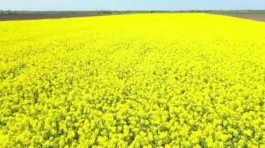 Rüzgarlı rüzgârın güzel kolza tohumu kanolarıyla ya da petrol endüstrisindeki yeşil enerji bitkisi Colza çiçeğiyle oynayarak ilerlerken, doli yukarıda ilerler..