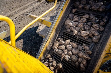 Tarım makinesinin üstünde, pancar yükleyicisi taze toplanmış şeker pancarı köklerini uzun konveyör üzerinden yere yığılmış büyük bir yığından kamyonun römorkuna aktarıyor..