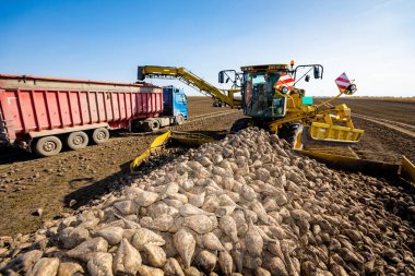 Large, scattered turnips, in background agricultural machine, beet loader as transferring freshly harvested mature sugar beet roots, from big pile placed on ground into truck trailer. clipart