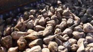 Tarım makinesinin yakın plan görüntüsü, pancar yükleyicisi toplanan olgun şeker pancarı köklerinin nakledilmesi olarak, büyük yığından nakil için kamyon römorkuna taşınması..