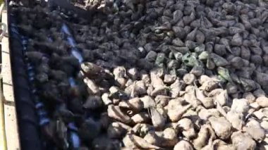 Tarım makinesine bakınız, pancar yükleyicisi toplanan olgun şeker pancarı köklerinin nakledilmesi, büyük yığından nakil için kamyon römorkuna taşınması..