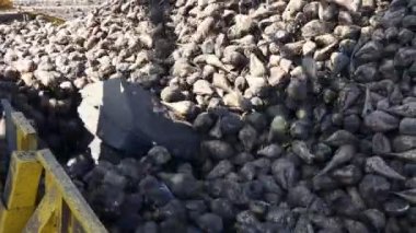 Tarım makinesinin yakın plan görüntüsü, pancar yükleyicisi toplanan olgun şeker pancarı köklerinin nakledilmesi olarak, büyük yığından nakil için kamyon römorkuna taşınması..