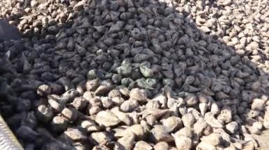 Tarım makinesine bakınız, pancar yükleyicisi toplanan olgun şeker pancarı köklerinin nakledilmesi, büyük yığından nakil için kamyon römorkuna taşınması..