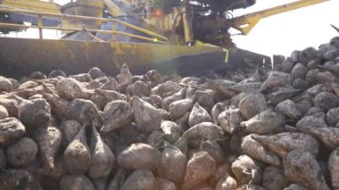Tarım makinesinin yakın plan görüntüsü, pancar yükleyicisi toplanan olgun şeker pancarı köklerinin nakledilmesi olarak, büyük yığından nakil için kamyon römorkuna taşınması..