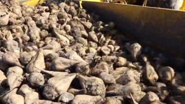 Tarım makinesine bakınız, pancar yükleyicisi toplanan olgun şeker pancarı köklerinin nakledilmesi, büyük yığından nakil için kamyon römorkuna taşınması..