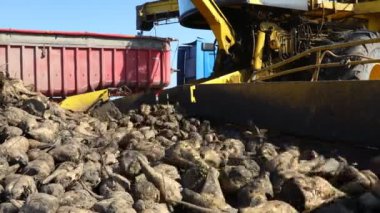 Düşük açılı, tarımsal makinede, pancar yükleyicisi taze toplanmış olgun şeker pancarı köklerini nakletmek için yere bırakılan büyük yığından nakil için kamyon römorkuna aktarıyor..