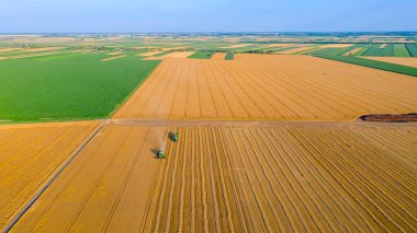 Tarımsal biçerdöver üzerinde, tarım arazilerindeki olgun buğdayları kesip biçiyor. İki römorklu traktör arka planda transkargo için hazır..