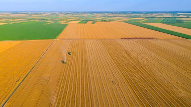 Tarımsal biçerdöver üzerinde, tarım arazilerindeki olgun buğdayları kesip biçiyor. İki römorklu traktör arka planda transkargo için hazır..