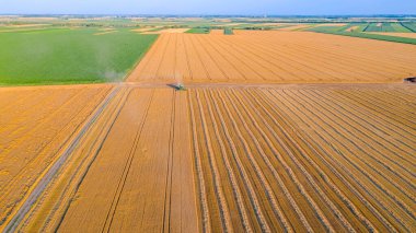 Zirai hasat makinesinin üstünde, tarım arazilerinde olgun buğday kesip biçerken birleşiyor..