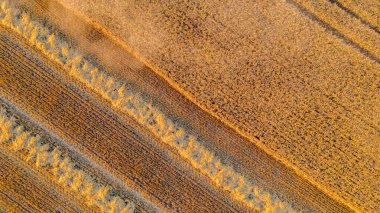 Olgun buğday, desen, çizgiler, arka plan ve dokudan oluşan hasat edilmiş tarım alanındaki saman sıralarının üzerinde. Yazın hasat zamanı