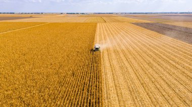 Tarımsal hasatçıların üzerinde tarım arazilerinde olgun mısırları kesip biçmek var..