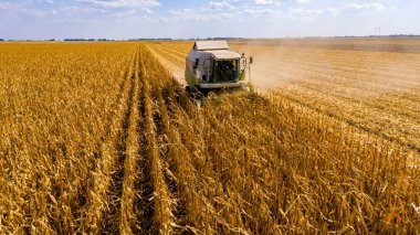 Tarımsal hasatçıların üzerinde tarım arazilerinde olgun mısırları kesip biçmek var..