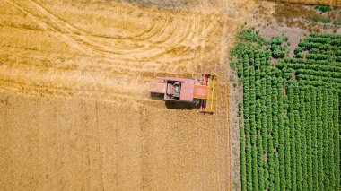 Zirai hasat makinesinin üstünde, tarım arazilerinde olgun buğday kesip biçerken birleşiyor. Yaz mevsiminde hasat zamanı. 