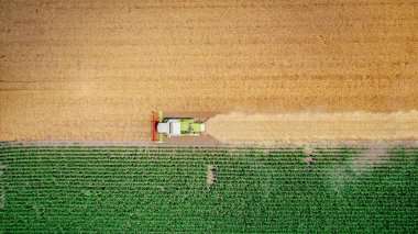 Zirai hasat makinesinin üstünde, tarım arazilerinde olgun buğday kesip biçerken birleşiyor. Yaz mevsiminde hasat zamanı. 