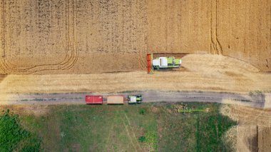 Zirai hasat makinesinin üstünde, tarım arazilerinde olgun buğday kesip biçerken birleşiyor. İki römorklu traktör transferi için bekliyor.
