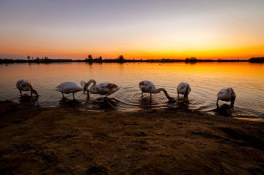 Kuğu ailesi birlikte sığ sularda, güzel günbatımında, akşam vakti gölün üstünde, sakin sularda yemek yiyorlar..