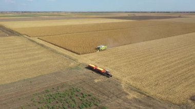 Dolly, tarım hasat aracının etrafındaki yörüngesini tarlalarda, mısır tarlalarında olgun mısırları kesip biçerek hareket ediyor. İki römorklu traktör transferi bekliyor..