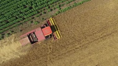 Zirai hasat makinesinin üstünde, tarım arazilerinde olgun buğday kesip biçerken birleşiyor. Yaz mevsiminde hasat zamanı. 