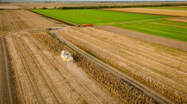 Tarlalardaki olgunlaşmamış mısırları hasat eden hasatçıların üzerinde, mısır tarlaları kuraklıktan kaynaklanan düşük verimliliğe sahip. İki römorklu traktör transferi bekliyor.