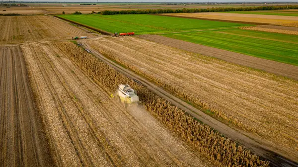 Tarlalardaki olgunlaşmamış mısırları hasat eden hasatçıların üzerinde, mısır tarlaları kuraklıktan kaynaklanan düşük verimliliğe sahip. İki römorklu traktör transferi bekliyor.