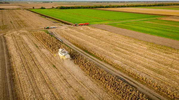 Tarlalardaki olgunlaşmamış mısırları hasat eden hasatçıların üzerinde, mısır tarlaları kuraklıktan kaynaklanan düşük verimliliğe sahip. İki römorklu traktör transferi bekliyor.