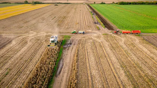 Tarlalardaki olgunlaşmamış mısırları hasat eden hasatçıların üzerinde, mısır tarlaları kuraklıktan kaynaklanan düşük verimliliğe sahip. İki römorklu traktör transferi bekliyor.