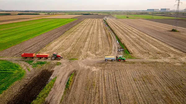 Tarlalardaki olgunlaşmamış mısırları hasat eden hasatçıların üzerinde, mısır tarlaları kuraklıktan kaynaklanan düşük verimliliğe sahip. İki römorklu traktör transferi bekliyor.