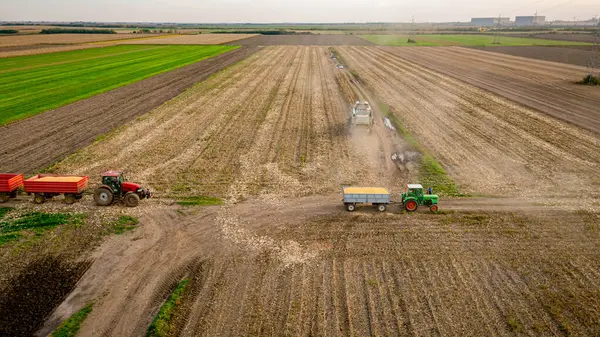 Tarlalardaki olgunlaşmamış mısırları hasat eden hasatçıların üzerinde, mısır tarlaları kuraklıktan kaynaklanan düşük verimliliğe sahip. İki römorklu traktör transferi bekliyor.
