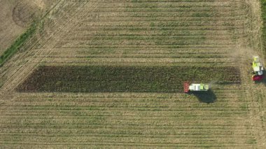 En tepede, iki tarım hasatçısı tarım arazilerinde olgunlaşmamış mısırları kesip biçerken düşük verimliliğe sahip mısır tarlaları kuraklıktan kaynaklanıyor..