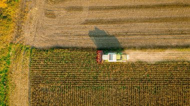 En tepede, tarım hasat makinesinin tarım arazilerinde gelişmemiş mısırları biçmesi ve hasat etmesi, düşük verimliliğe sahip mısır tarlaları kuraklığın sonucudur..