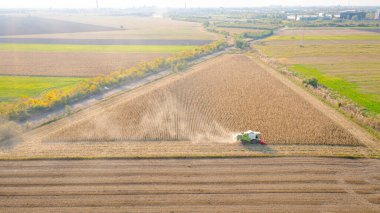 Tarım hasat makinesinin tarım arazilerinde olgunlaşmamış mısırları biçmesi ve hasat etmesi, düşük verimlilikle donuk bitkilere sahip mısır tarlası kuraklığın sonucudur..