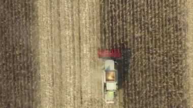 Dolly, tarım hasadının üzerinden tarım arazilerinde gelişmemiş mısırları kesip biçerek aşağı doğru hareket ediyor. Düşük verimliliğe sahip mısır tarlaları kuraklığın bir sonucu..