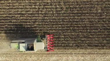 En tepede, tarım hasat aracını tarım arazilerinde olgunlaşmamış mısırları biçmek ve hasat etmek olarak takip etmek, düşük verimlilikte donuk bitkilere sahip mısır tarlası kuraklığın bir sonucudur..