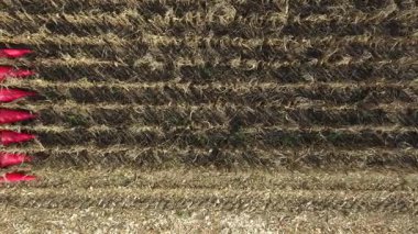 En tepede, tarım hasat makinesinin tarım arazilerinde gelişmemiş mısırları biçmesi ve hasat etmesi, düşük verimliliğe sahip mısır tarlaları kuraklığın sonucudur..