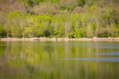 Tepe manzarası, ormanın renkli ağaç tepeleri, ilkbaharda göl kıyıları, sakin göl yüzeyinde suyun yansımasıyla tepe manzarası.. 