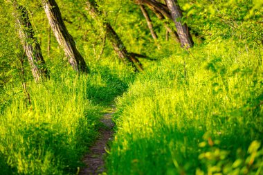 Yaya yolu, yaprak döken ağaçların, güneşli bir günde yemyeşil ormanların arasına gidiyor. Küçük orman yolu, yol boyunca taze bahar bitkileri.